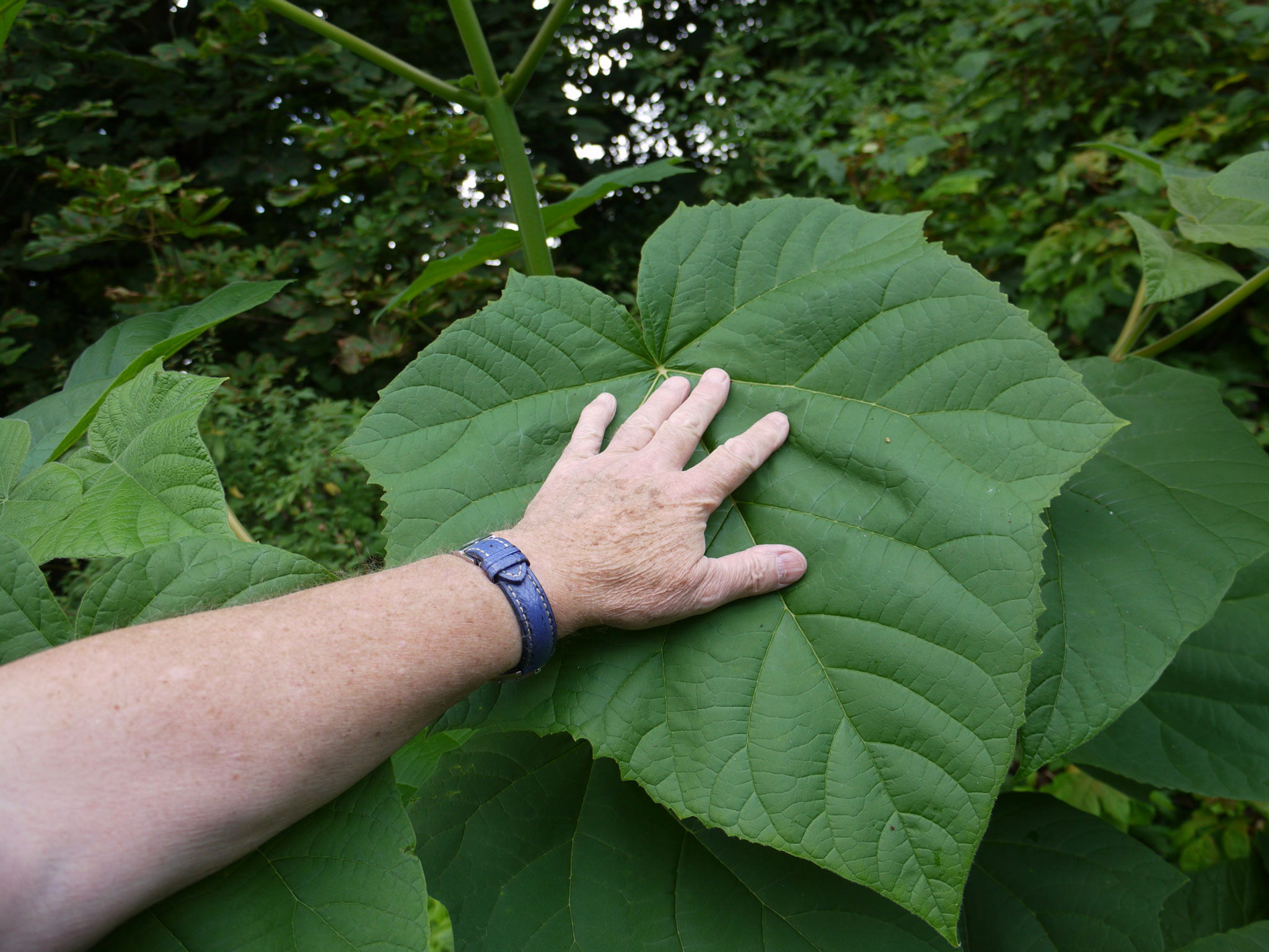 Typical Paulownia (Catalpifolia) leaf with hand for scale
