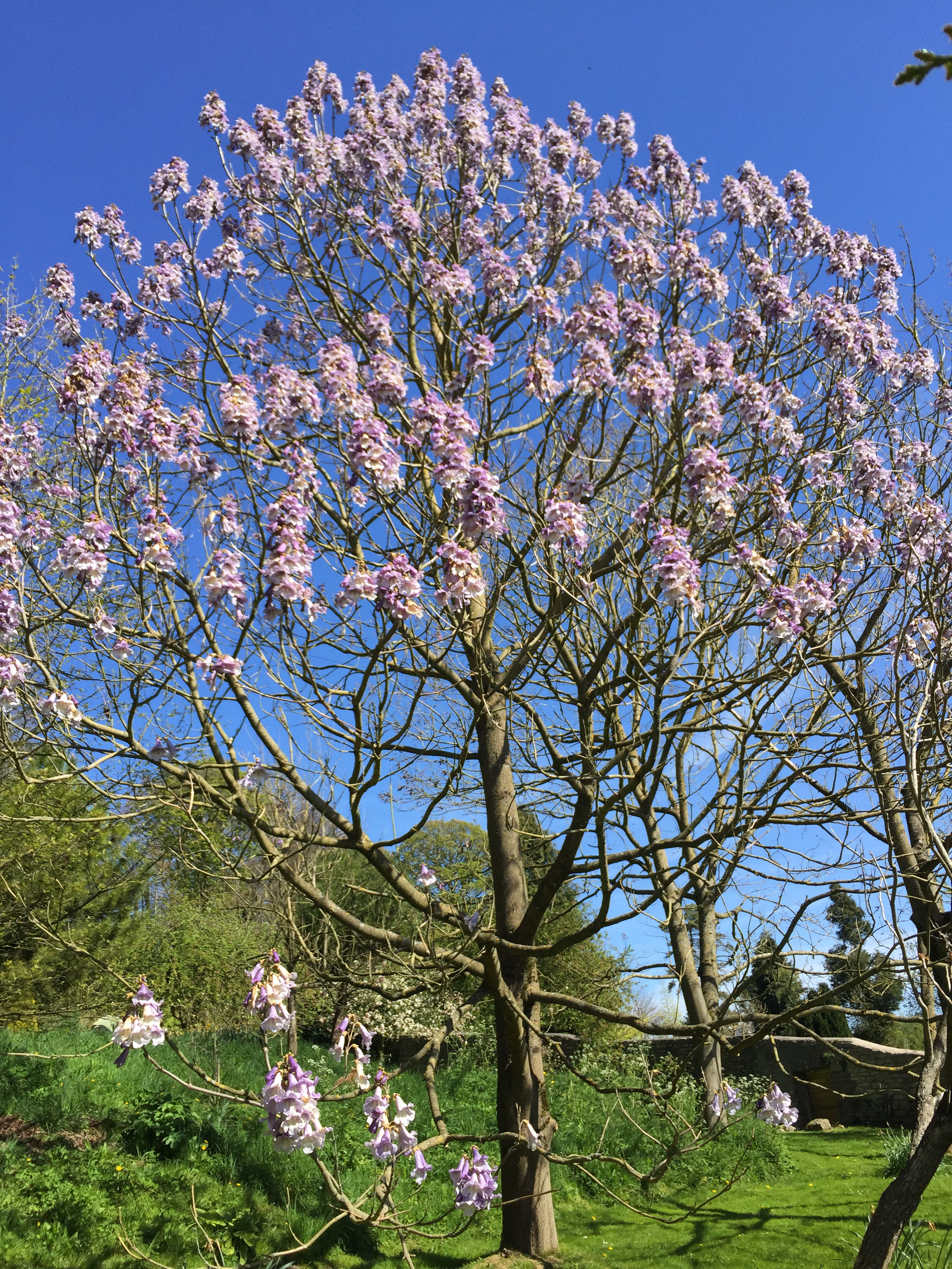 Paulownia in Bloom