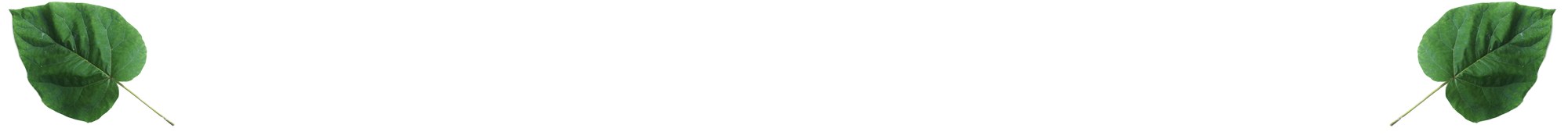 David's Paulownias Logo